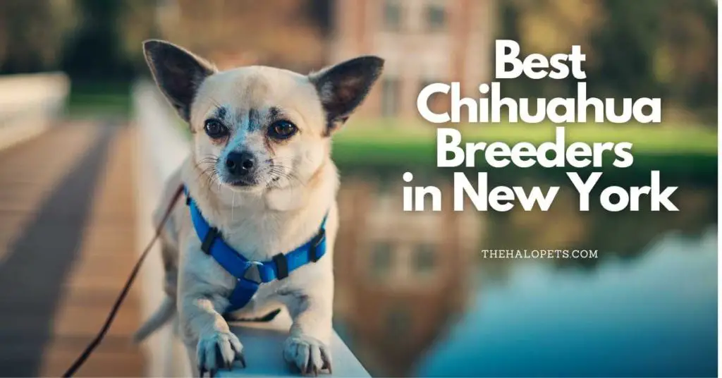 Best Chihuahua Breeders in New York
