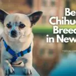Chihuahua Breeders in New York