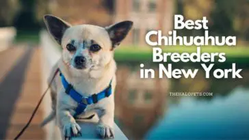 Chihuahua Breeders in New York