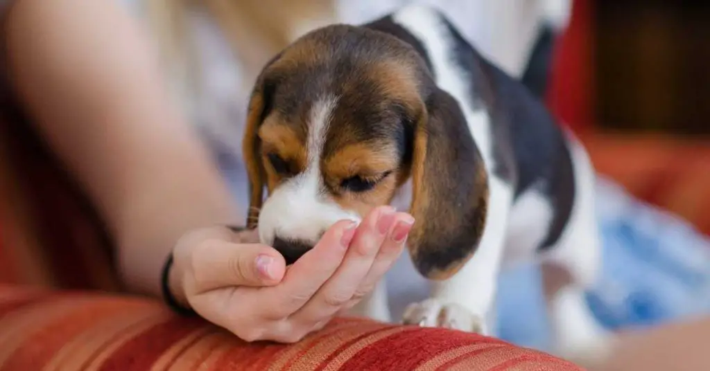 Can A Puppy Eat Raw Chicken 