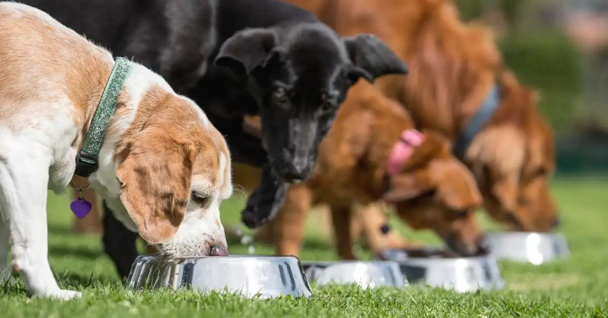 Can Dogs Eat Raw Chicken Breast? 4 Risks + Things To Consider