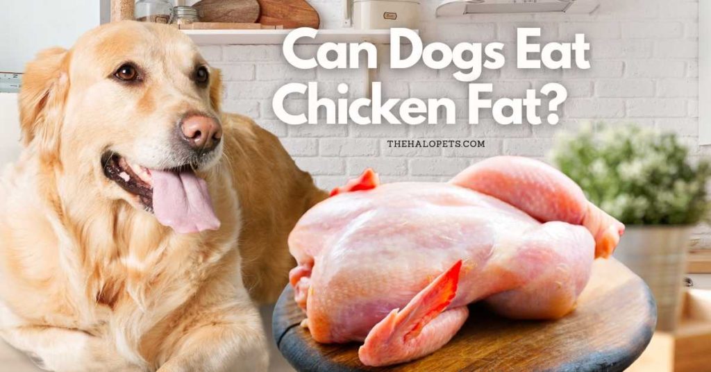 Can Dogs Eat Chicken Fat   