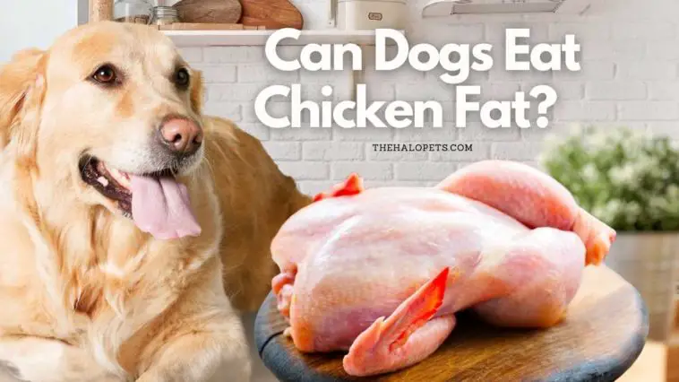 Can Dogs Eat Chicken Fat   