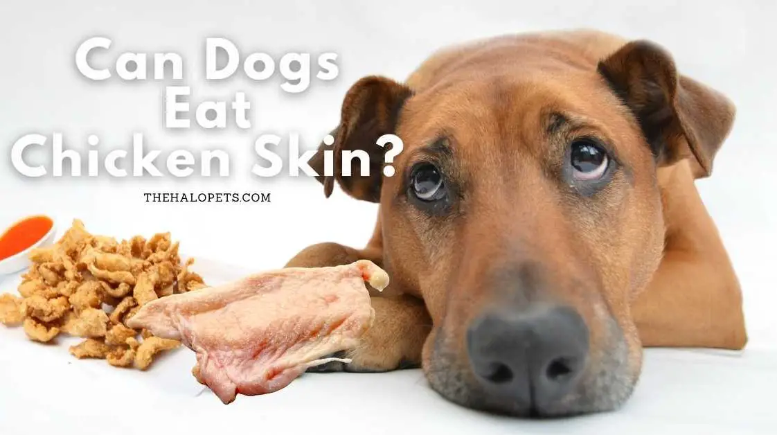 Can Dogs Eat Raw Chicken Feet? 3 Benefits + 3 Things To Consider