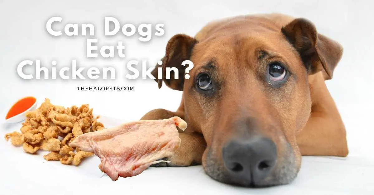 Can Dogs Eat Chicken Skin
