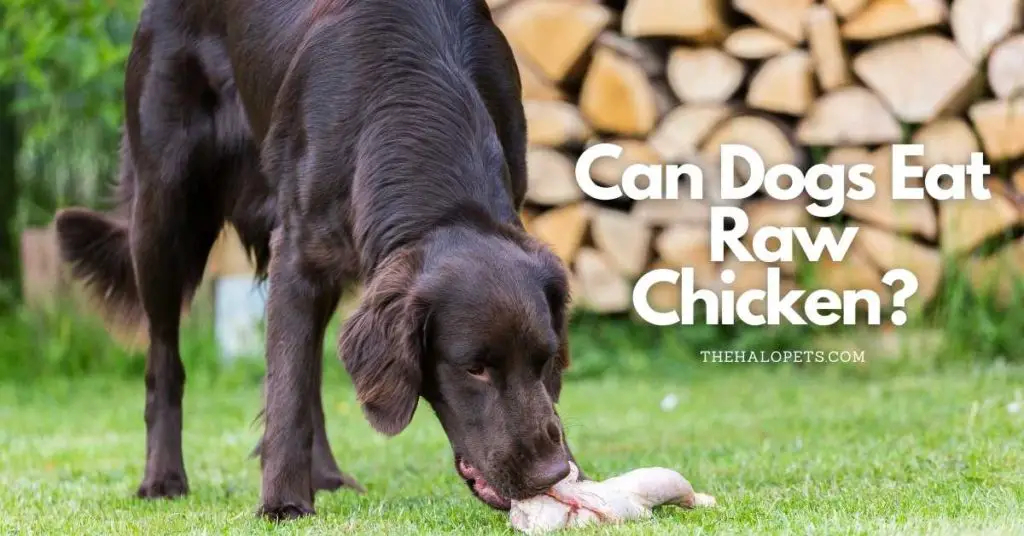 Can Dogs Eat Raw Chicken?