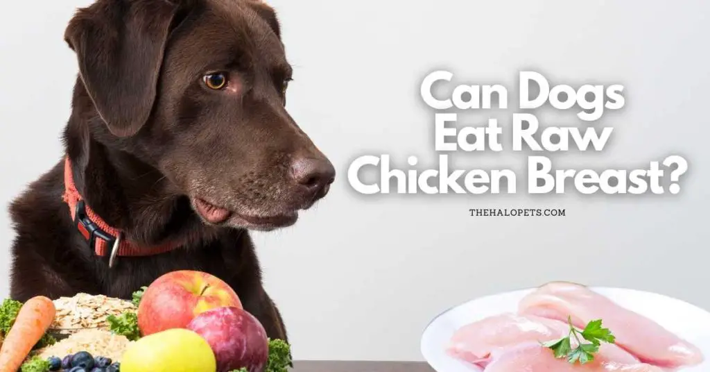 Can Dogs Eat Raw Chicken Breast?