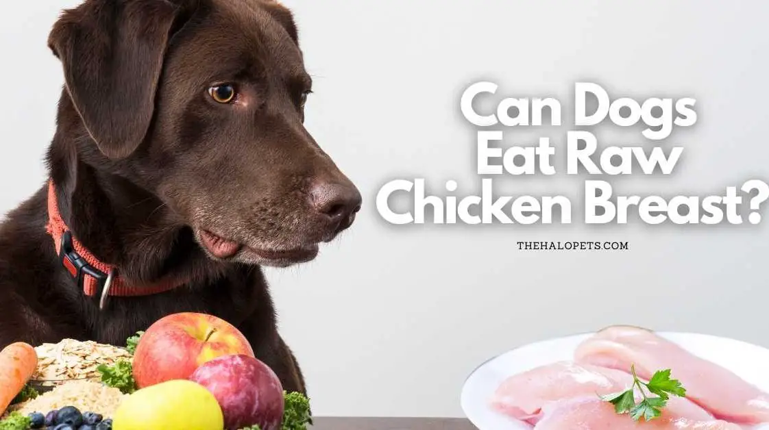 12 Reasons Why Does My Dogs Breath Smell Like Poop? + 7 Simple Tips