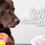 Can Dogs Eat Raw Chicken Breast?