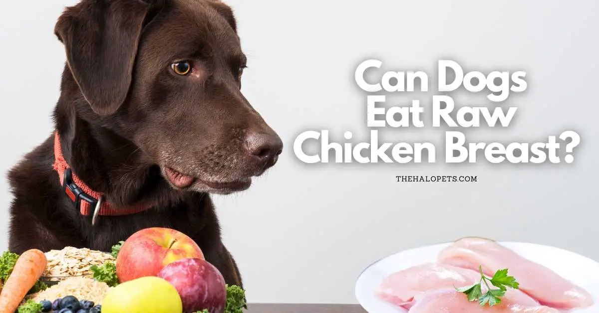 can puppies eat raw chicken breast