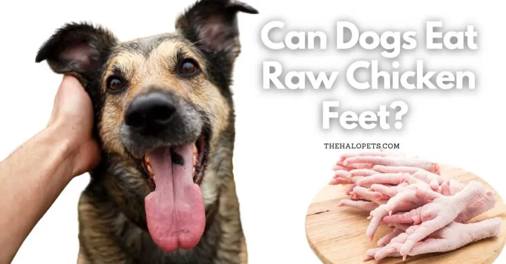 Can Dogs Eat Raw Chicken Feet? 3 Benefits + 3 Things To Consider