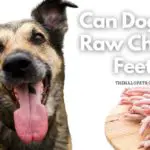 Can Dogs Eat Raw Chicken Feet 