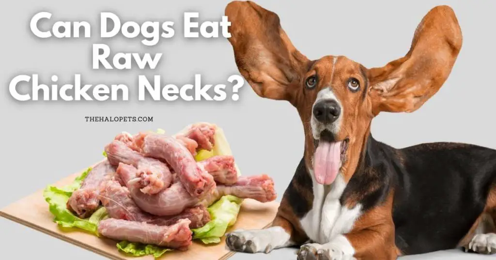 Can Dogs Eat Raw Chicken Necks