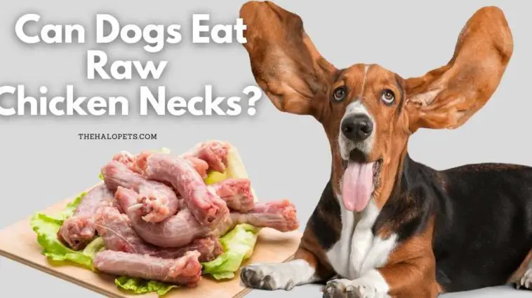 Can Dogs Eat Raw Chicken Necks 