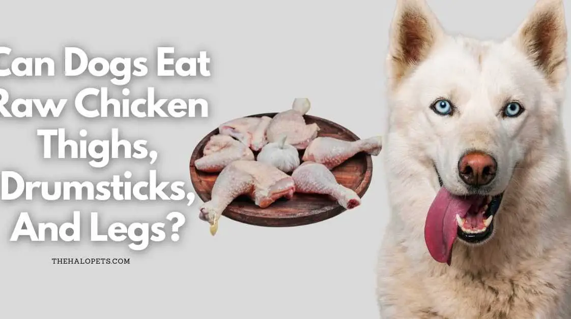 Can Dogs Eat Raw Chicken Necks? 4 Tips To Feed + 4 Benefits + 4 Risks