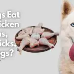 Can Dogs Eat Raw Chicken Thighs, Drumsticks, And Legs