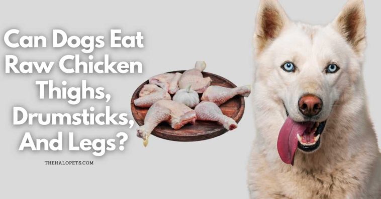 Can Dogs Eat Raw Chicken Thighs, Drumsticks, And Legs? (Read This!)