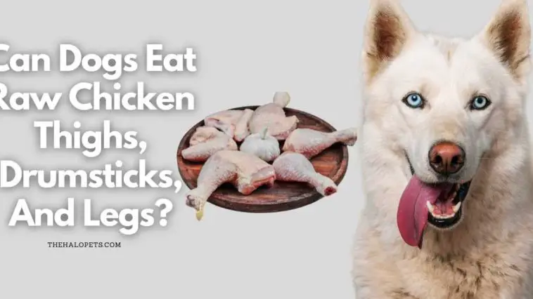 Can Dogs Eat Raw Chicken Thighs, Drumsticks, And Legs