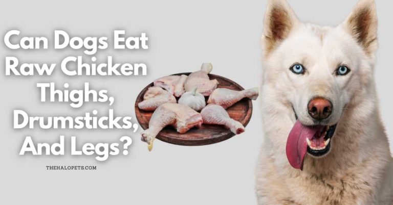 Can Dogs Eat Raw Chicken Thighs, Drumsticks, And Legs? (Read This!)