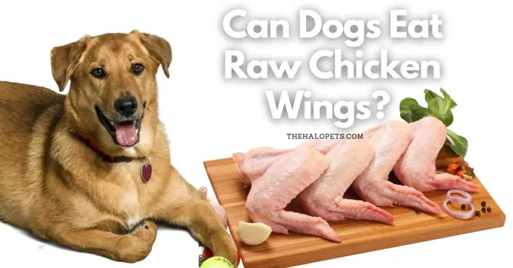 Can Dogs Eat Raw Chicken Wings 