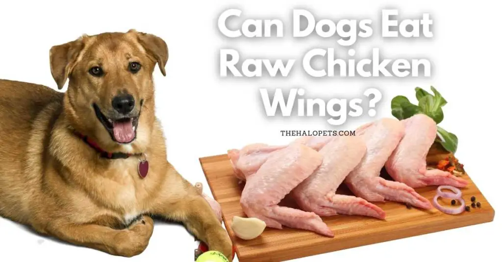 can you feed dogs chicken wings