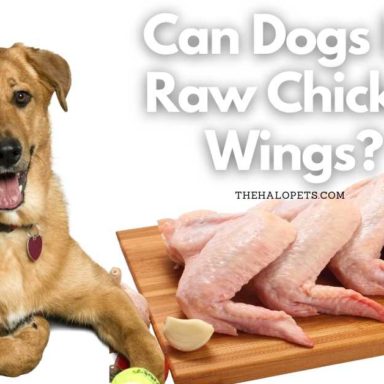 Can Dogs Eat Raw Chicken Thighs, Drumsticks, And Legs? (Read This!)