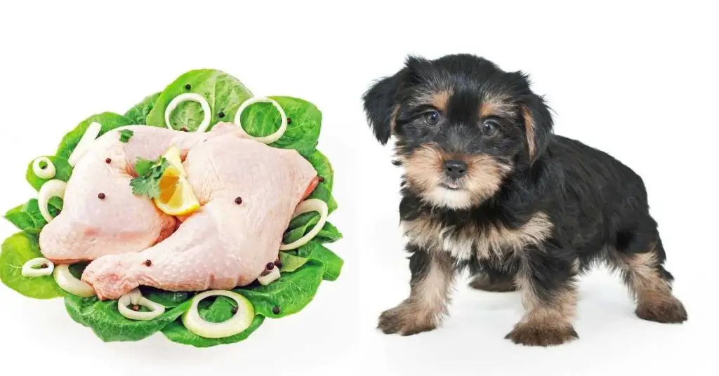 Can I Feed My Puppy Raw Chicken ThighsDrumstick?