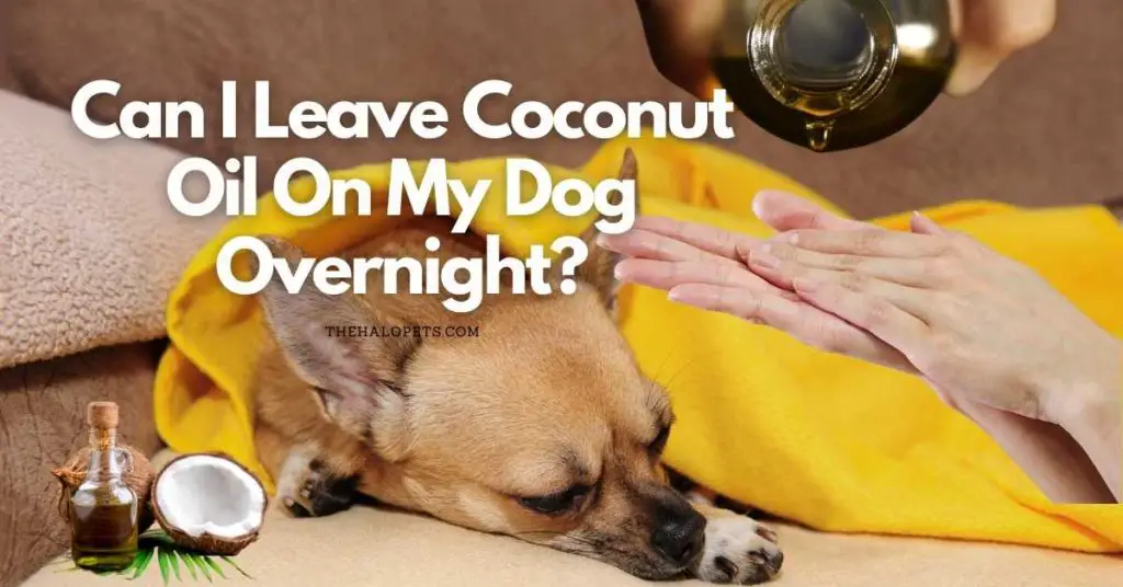 Can I Leave Coconut Oil On My Dog Overnight