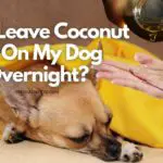 Can I Leave Coconut Oil On My Dog Overnight