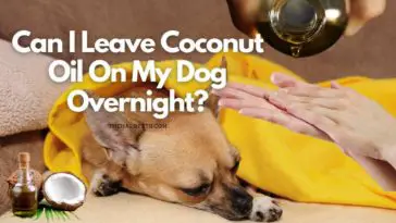 Can I Leave Coconut Oil On My Dog Overnight
