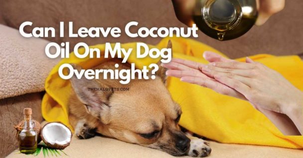 can-i-leave-coconut-oil-on-my-dog-overnight-4-benefits-2-risks