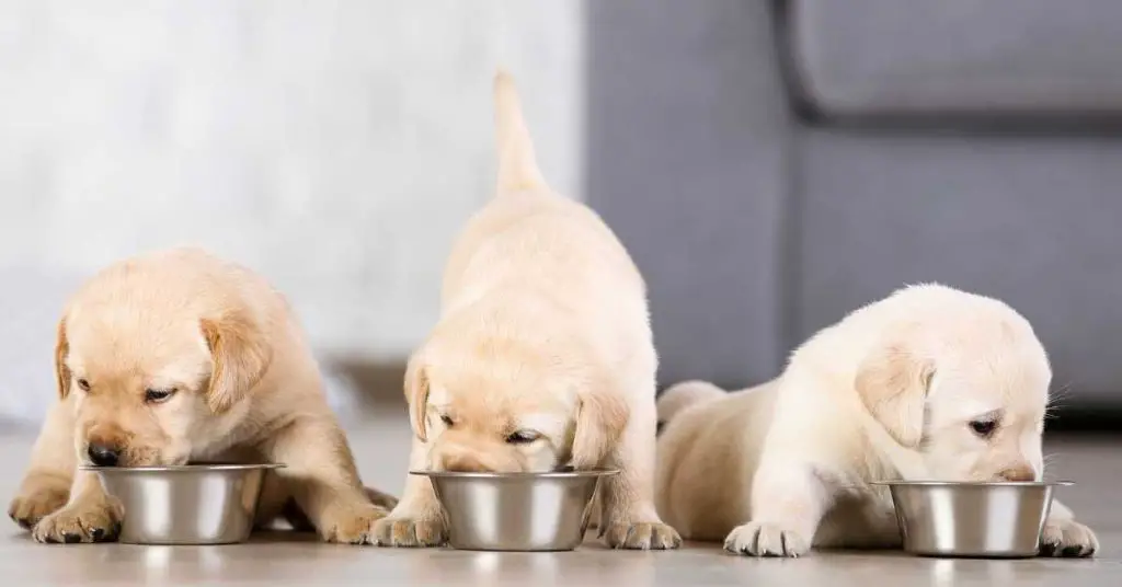 Can Puppies Eat Raw Chicken Breast?