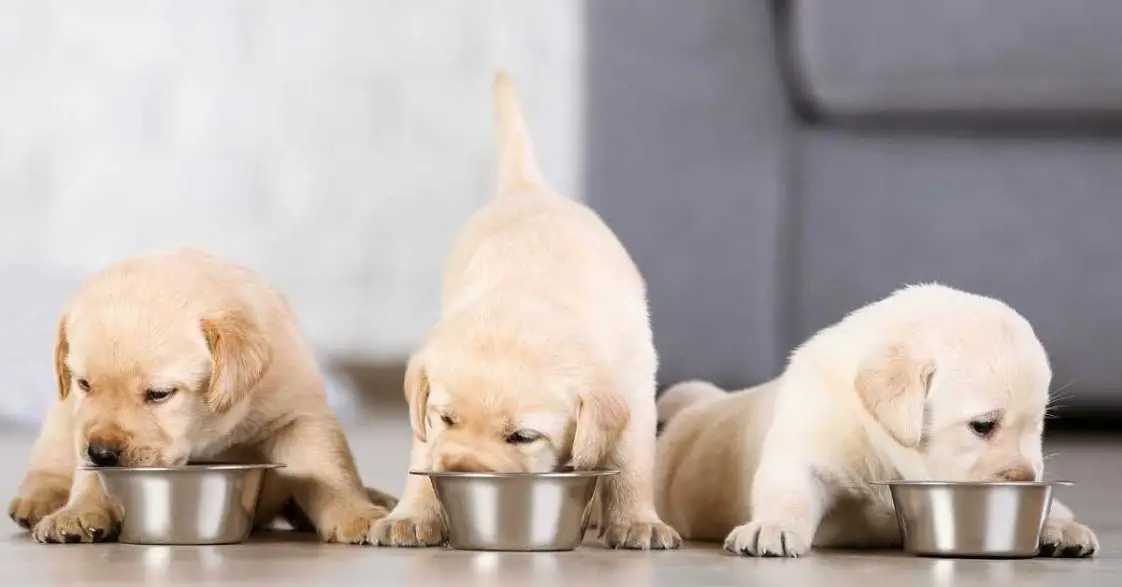 Can Dogs Eat Raw Chicken Breast? 4 Risks + Things To Consider