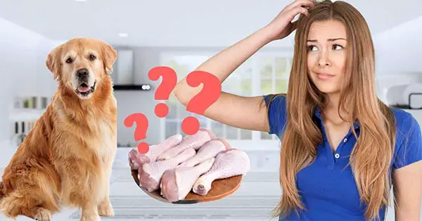 Can Dogs With Chicken Allergies Eat Chicken Fat?