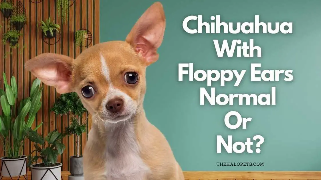 Best Vitamins for Chihuahua in 2022 (With Reviews!)