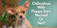Chihuahua With Floppy Ears - Normal Or Not