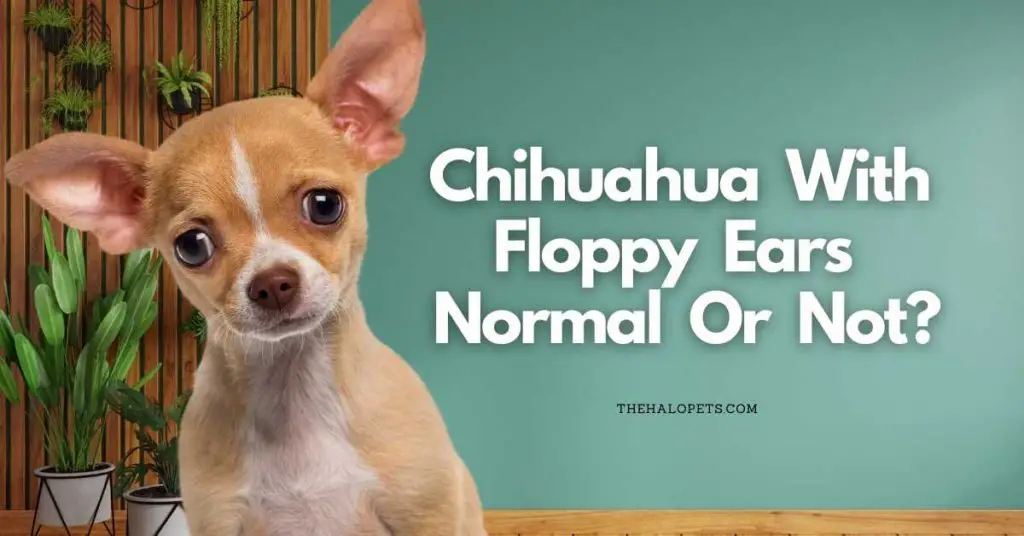 Chihuahua With Floppy Ears - Normal Or Not