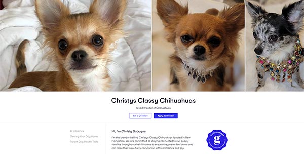 Christys Classy Chihuahuas