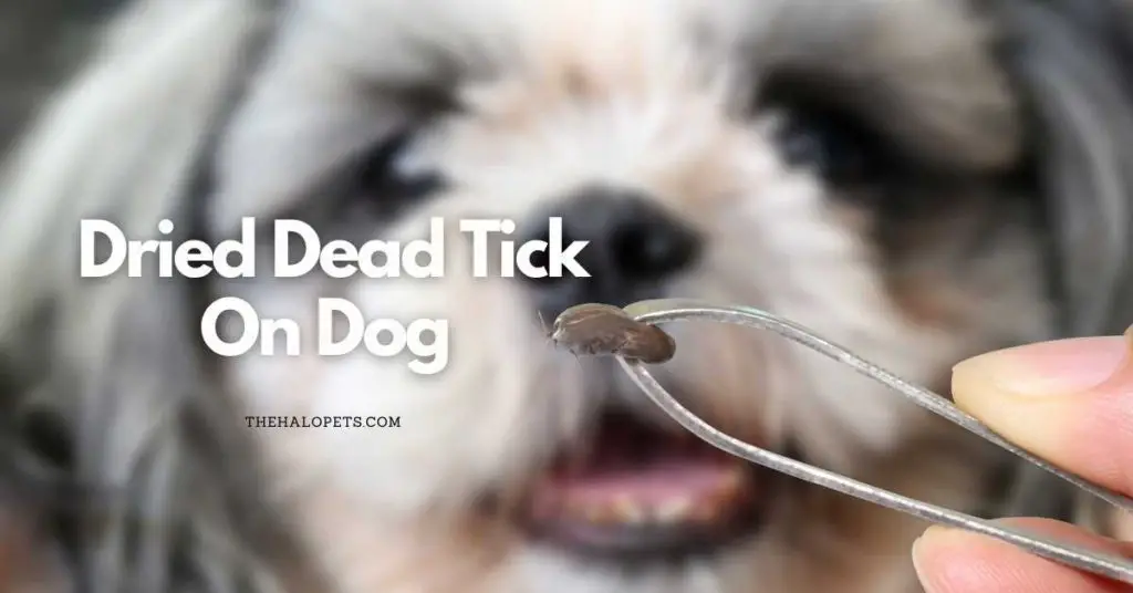 Dried Dead Tick On Dog 