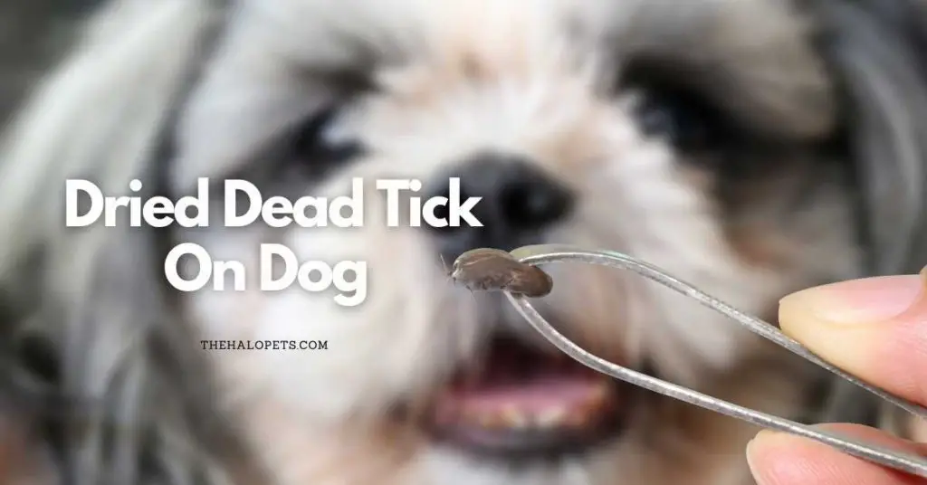 Dried Dead Tick On Dog - 4 Ways To Identify + 3 Ways To Prevent This