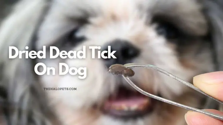 Dried Dead Tick On Dog 