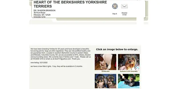 Heart of the Berkshires Yorkshire Terriers