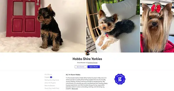 Hobbs Shire Yorkies
