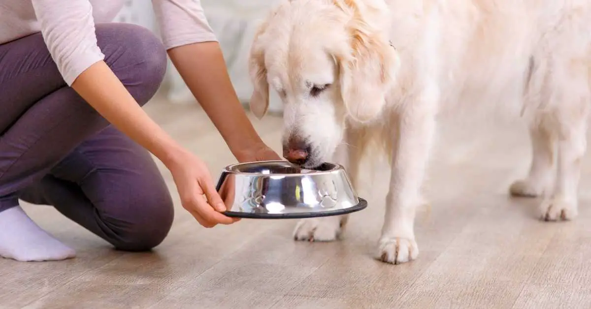 Can Dogs Eat Raw Chicken Thighs, Drumsticks, And Legs? (Read This!)