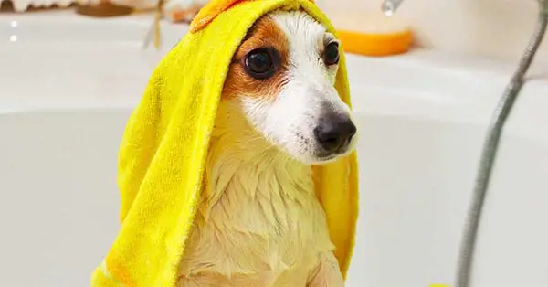 How To Bathe My Dog In Coconut Oil