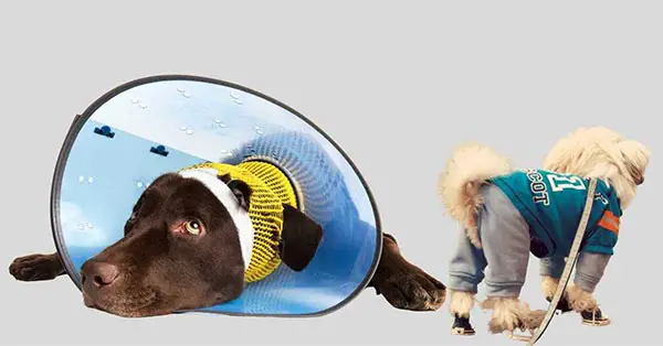 How To Prevent My Dog From Licking Their Sore Bum