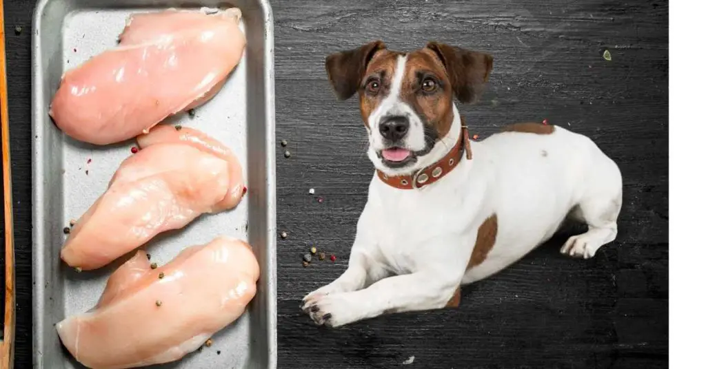Is Raw Chicken Breast Safe For Dogs To Eat?