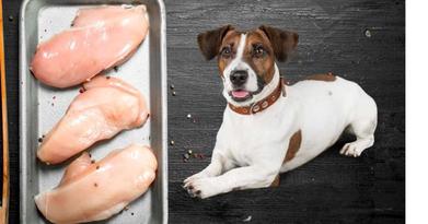 can puppies eat raw chicken breast