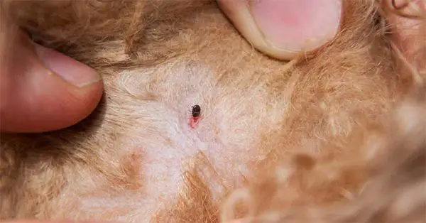 Is It Normal For Dogs To Have A Scab Or Small Bump After Tick Removal