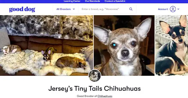 Jerseys Tiny Tails Chihuahuas